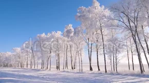 冬季靠近森林的运动阳光照耀霜冻和雪在树木上滑行视频的预览图