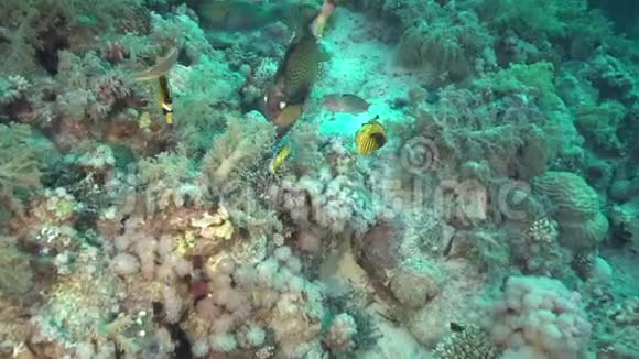 土卫六触发鱼吃珊瑚与其他漂亮的珊瑚鱼视频的预览图