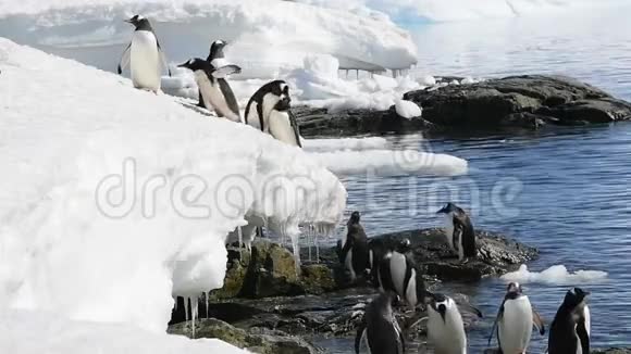 古图企鹅在冰上嬉戏视频的预览图