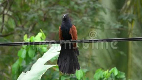 坐在电力线路电线上的大鸟或雉鸡城市生活中的动物视频的预览图