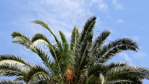 棕榈叶和蓝天视频的预览图