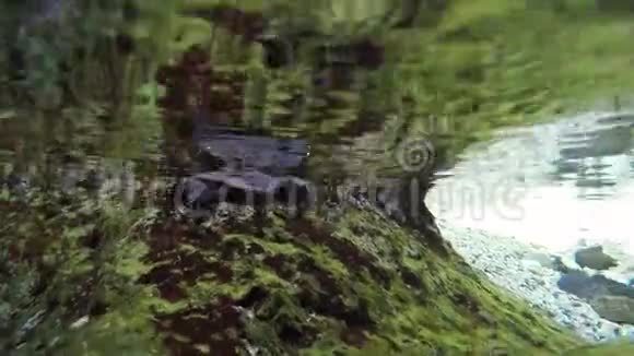海龟孵化游向海洋关闭潮池视频的预览图