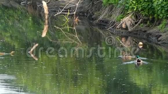 夏天一对鸭子在沼泽的湖水中游泳视频的预览图