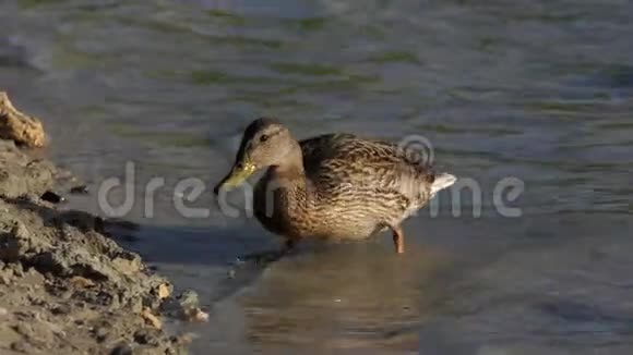 夏天一只棕色的鸭子在懒洋洋地爬湖畔视频的预览图