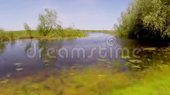 一个充满白色百合花的湖泊视频的预览图