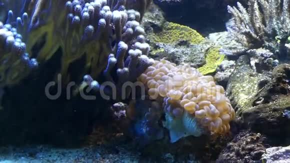 附近有活的珊瑚礁珊瑚和美丽的五彩鱼视频的预览图
