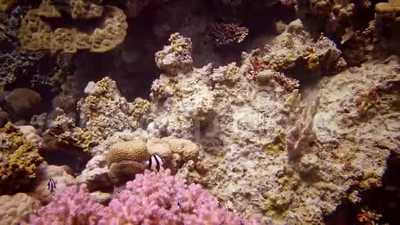 红海的珊瑚礁珊瑚的触须捕捉浮游生物并在水中摇摆视频的预览图