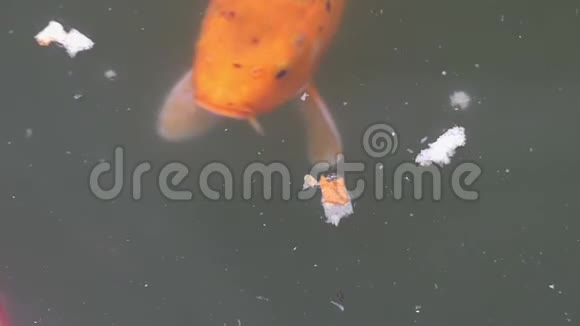 三条橙色的大鱼在池塘里抓面包视频的预览图