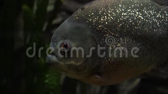 河流或水族馆中的皮拉尼亚鱼视频的预览图