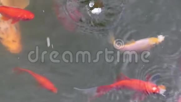 小而大的橙色鱼在池塘里缓慢地捕捉面包视频的预览图