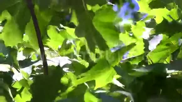 绿叶是的枫树视频的预览图