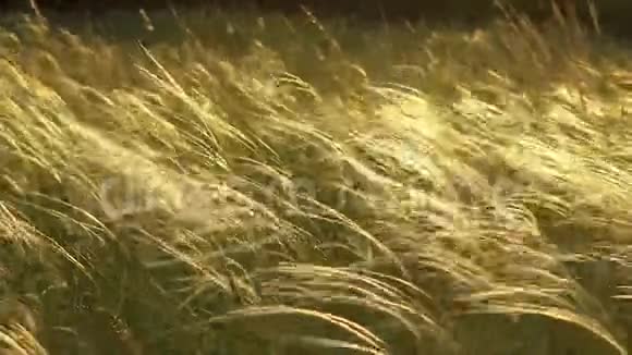 草地上日落光线下的Stipa植物视频的预览图