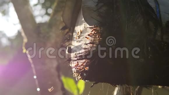 蜜蜂在热带雨林中围绕蜂巢飞行4K慢动作视频的预览图