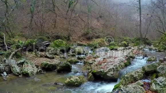 山河在秋林中视频的预览图