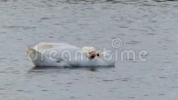 一只美丽的白天鹅在湖中游泳清理羽毛视频的预览图