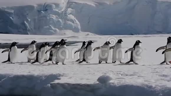 古图企鹅在冰上嬉戏视频的预览图