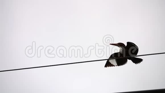 白喉翠鸟坐在电力线路电线上城市生活中的动物视频的预览图