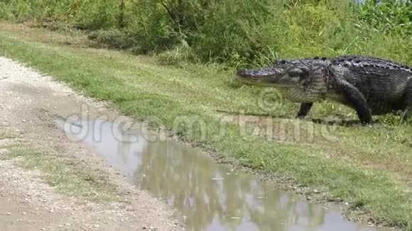 大型鳄鱼穿越乡村道路视频的预览图