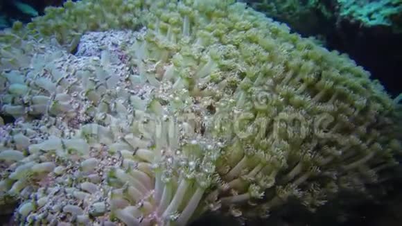 红海的珊瑚礁珊瑚触须捕捉浮游生物摇摆不定的美丽水下景观视频的预览图