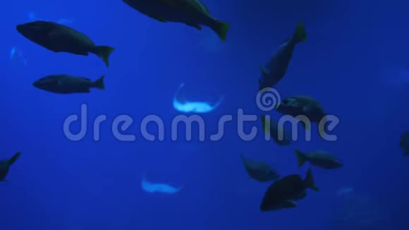 美丽的鱼类海洋馆不同的水生动物在水族馆游泳视频的预览图