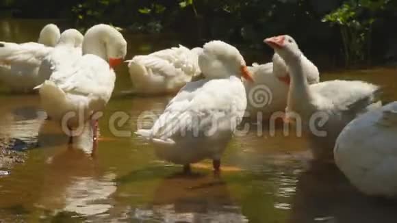 白鹅在河边觅食在阳光明媚的日子里家禽在村子里洗澡和游泳视频的预览图