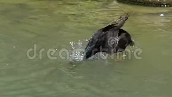活跃的德雷克潜水并清理它的羽毛在湖中的斯洛文尼亚视频的预览图