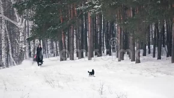长发女骑手狂野而快速地骑着黑马穿过雪地狗在附近奔跑视频的预览图