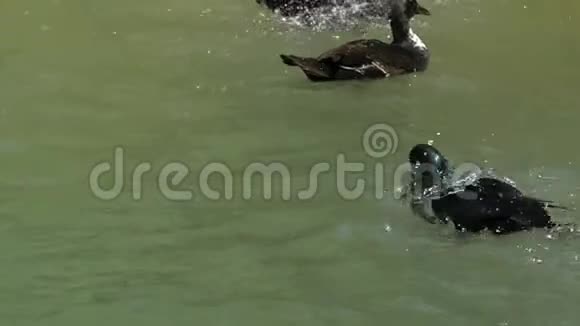 一个精力充沛的德雷克潜入水中清理他在斯洛文尼亚湖中的羽毛视频的预览图