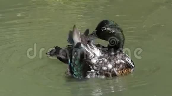 一只斑鸭在浅沼的湖水中清理羽毛视频的预览图