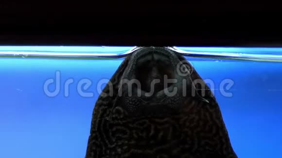 一些大的棕色鱼在水缸里呼吸空气视频的预览图
