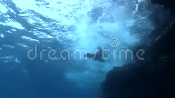 加尔帕戈斯海狮在水面下嬉戏视频的预览图