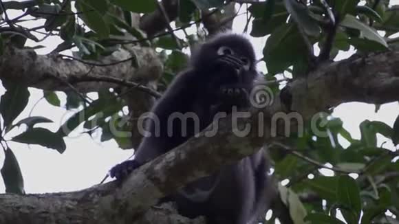 在泰国的昂松国家海洋公园树上坐着一只深色的猴子视频的预览图
