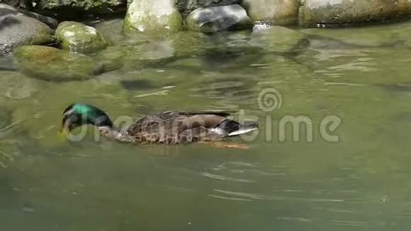 一只鸭子潜入水中用爪子把它的尾巴留在湖里在船上视频的预览图