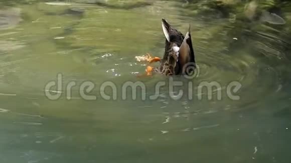 一只潜水鸭在浅水区的移动尾巴视频的预览图