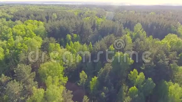 美丽的全景森林空中景观从上面使用无人机拍摄的照片树的俯视图视频的预览图