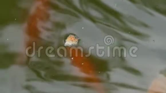 装饰鱼在邋遢的池塘里争抢面包视频的预览图
