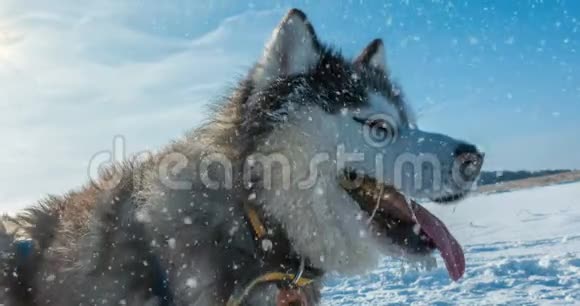 影院4k降雪与一只狗的冬天美丽肖像环视频的预览图
