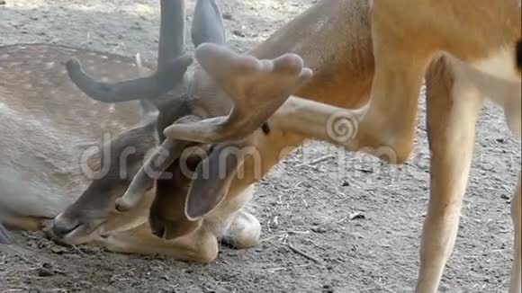 夏天一只雄斑鹿吻一只雌鹿视频的预览图