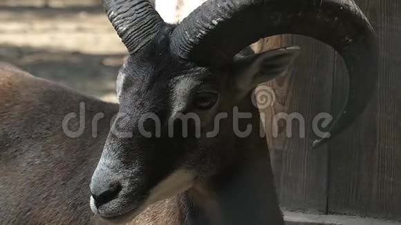 一只勇敢的黑公绵羊站着在斯洛文尼亚的动物园里左右张望视频的预览图