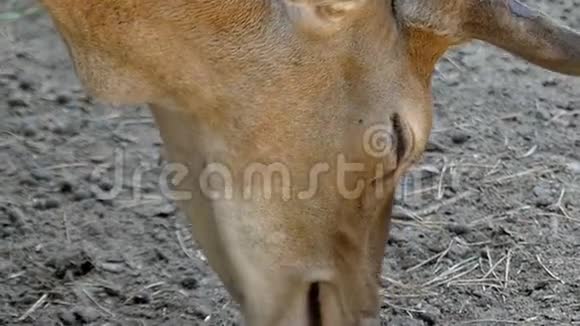 夏天一只母鹿在一个动物园里吃草视频的预览图