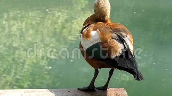 一只浅棕色的鸭子在浅沼的湖上挥动它的尾羽视频的预览图