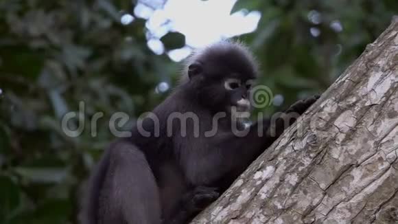 在泰国的昂松国家海洋公园树上坐着一只深色的猴子视频的预览图