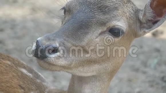 在斯洛文尼亚的乌克兰一个动物园里一只看起来很嫩的鹿视频的预览图