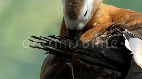 一只浅棕色的鸭子在浅沼的湖上清理它的翼羽视频的预览图