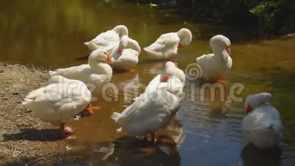 白鹅在河边觅食在阳光明媚的日子里家禽在村子里洗澡和游泳视频的预览图
