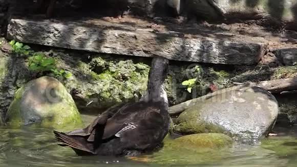夏天黑鸭爬上了落基湖畔的浅滩视频的预览图