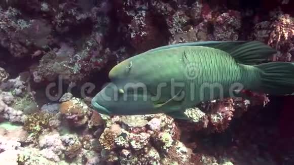 仑鱼在约兰塔礁是自由的不是很害羞视频的预览图