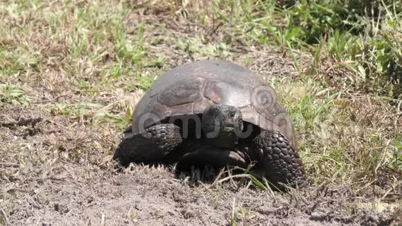 地鼠龟在湿地行走视频的预览图