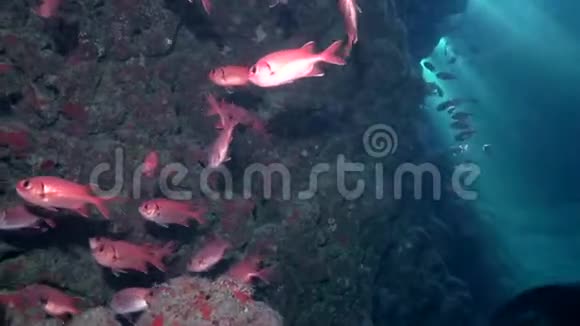深海洞穴中的斑斑目鱼视频的预览图
