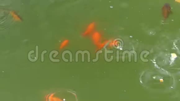 夏天在池塘里捉面包的浅橙色鱼视频的预览图